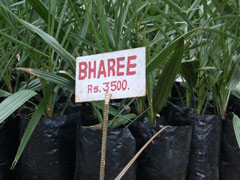 date palm phoenix dactylifera
